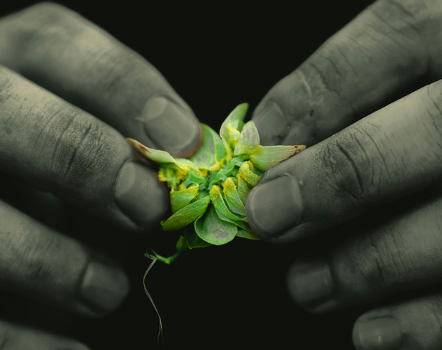 пивоварен хмел