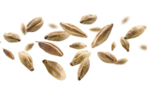 Диастатична сила: какво представлява и защо е важна в пивоварството