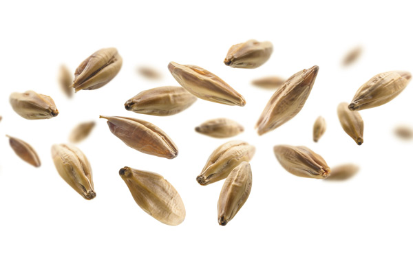 Диастатична сила: какво представлява и защо е важна в пивоварството